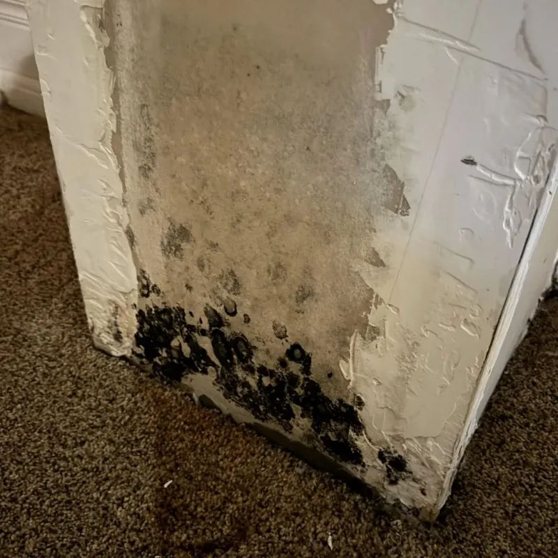 Professional Mold Removal in Olivehurst, CA